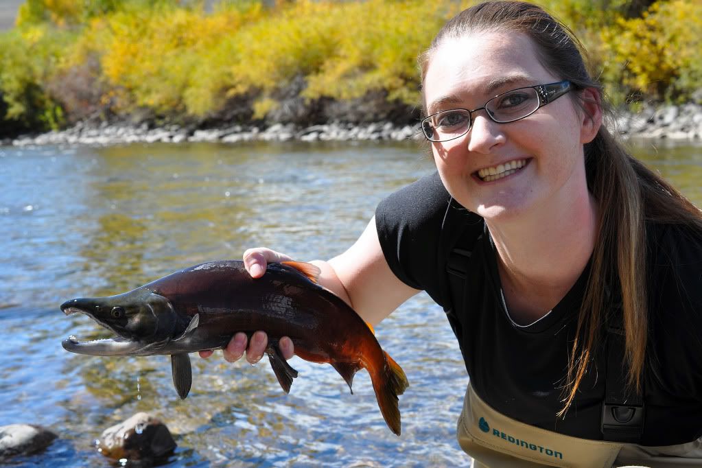 Colorado Fly Fishing Magazine Kokanee Salmon Populations